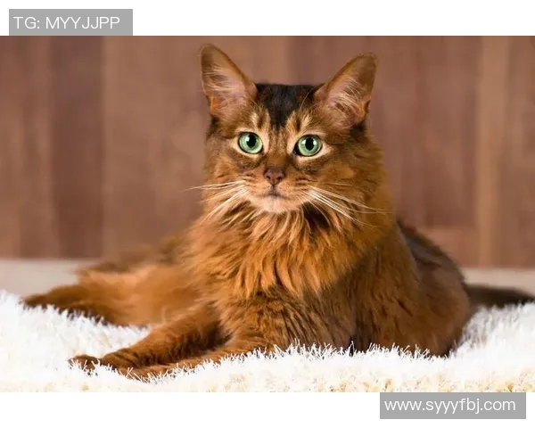 猫咪的独特魅力与足球明星的风采竟然如此相似让人忍俊不禁 猫咪的独特魅力与足球明星的风采竟然如此相似让人忍俊不禁